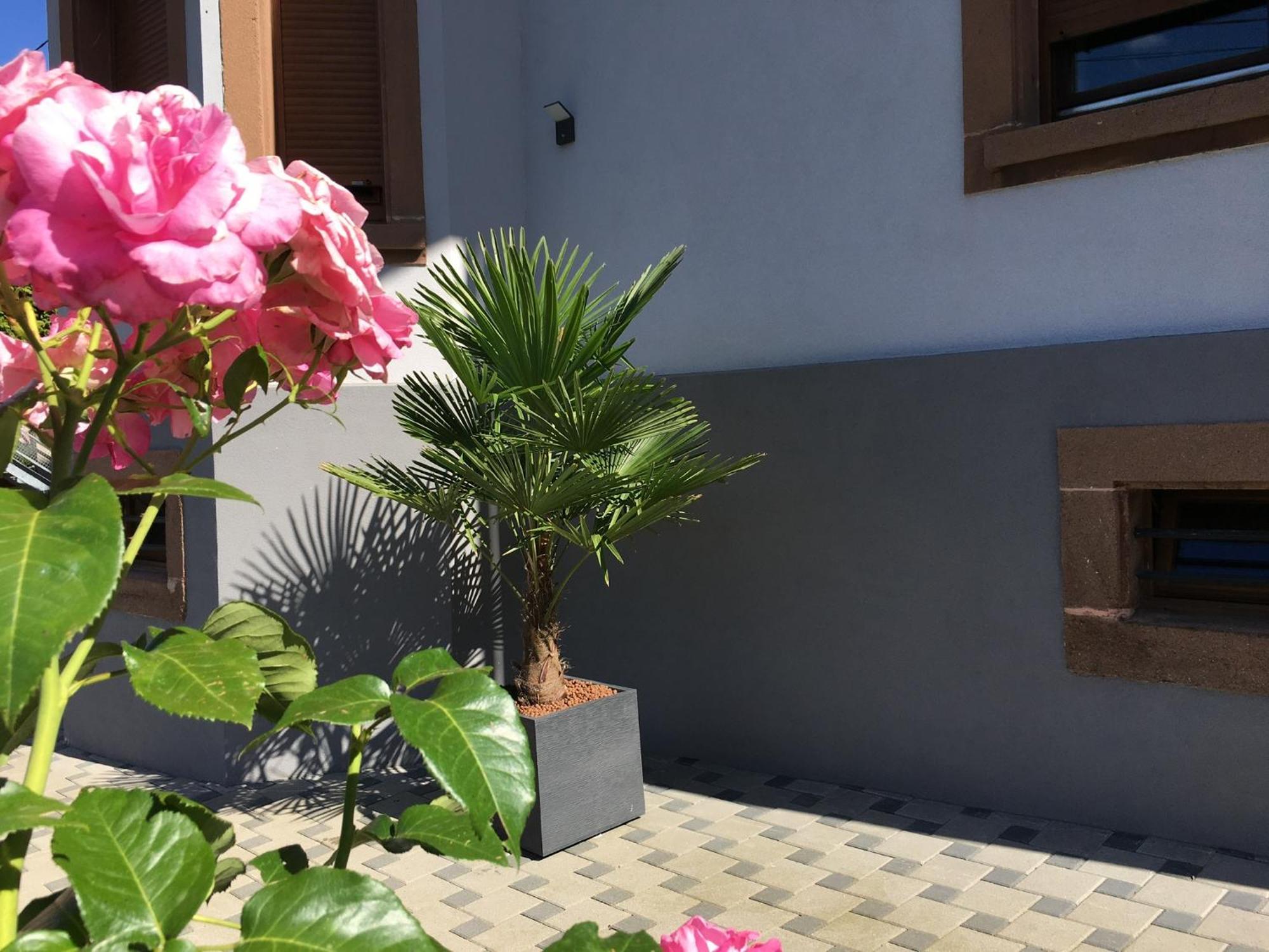 Les Magnolias En Alsace - Meuble De Tourisme 3 Etoiles Apartment Barembach Luaran gambar